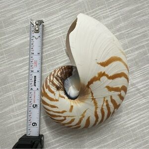Natural Nautilus shell 6 inches